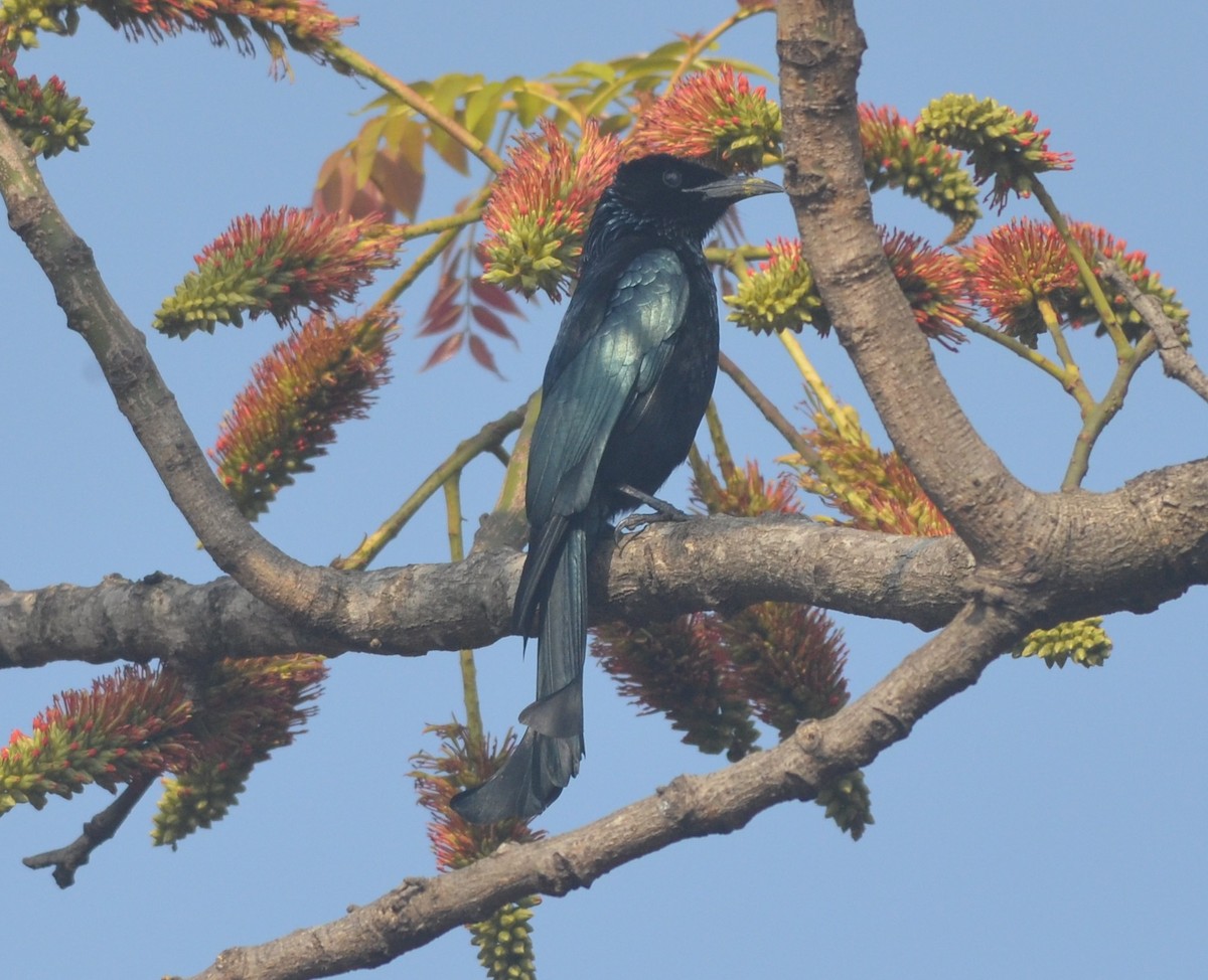 Hair-crested Drongo - ML136403141