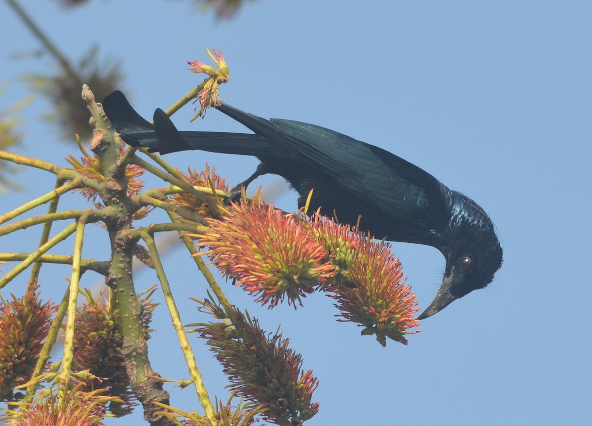 Hair-crested Drongo - ML136403161