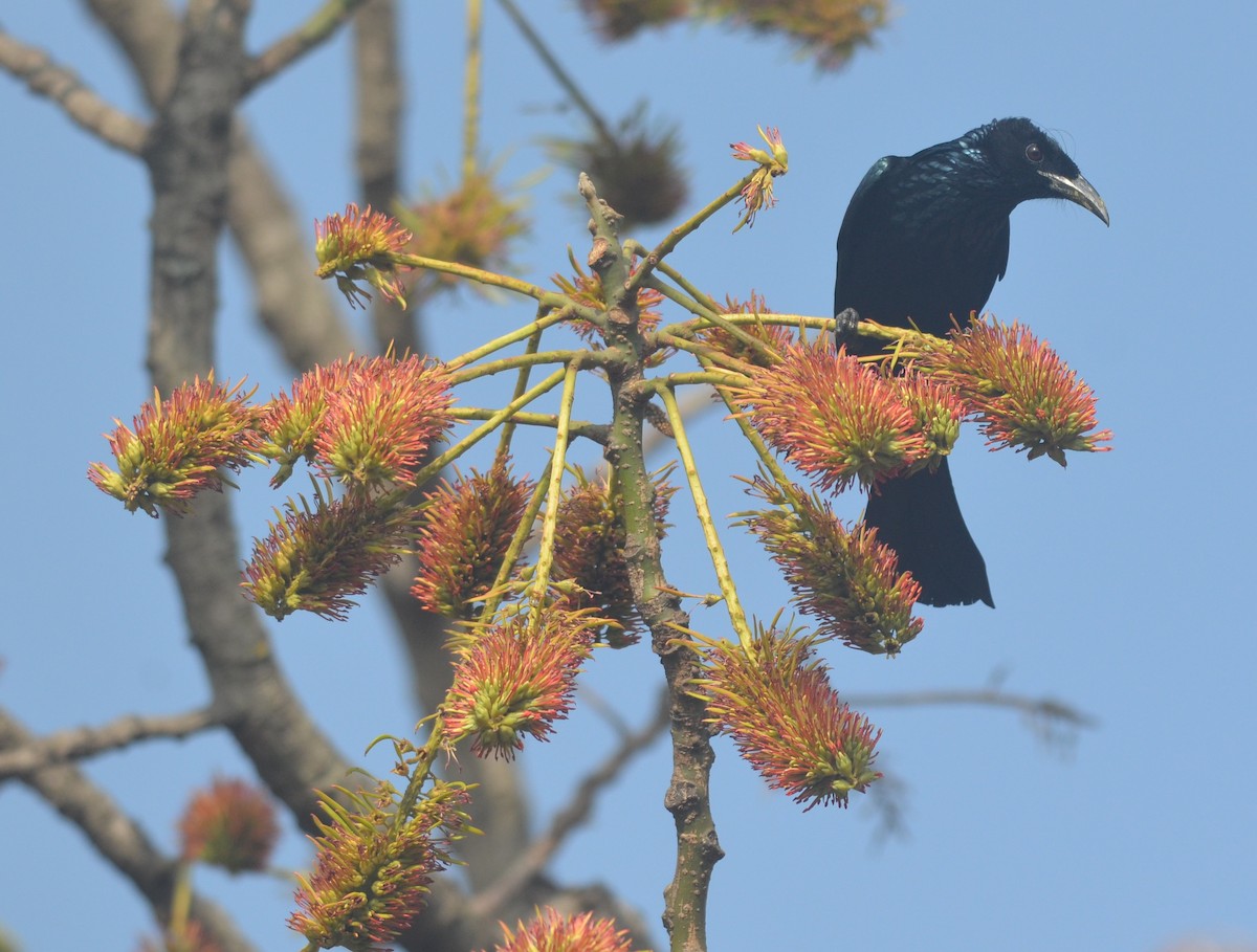 Hair-crested Drongo - ML136403171