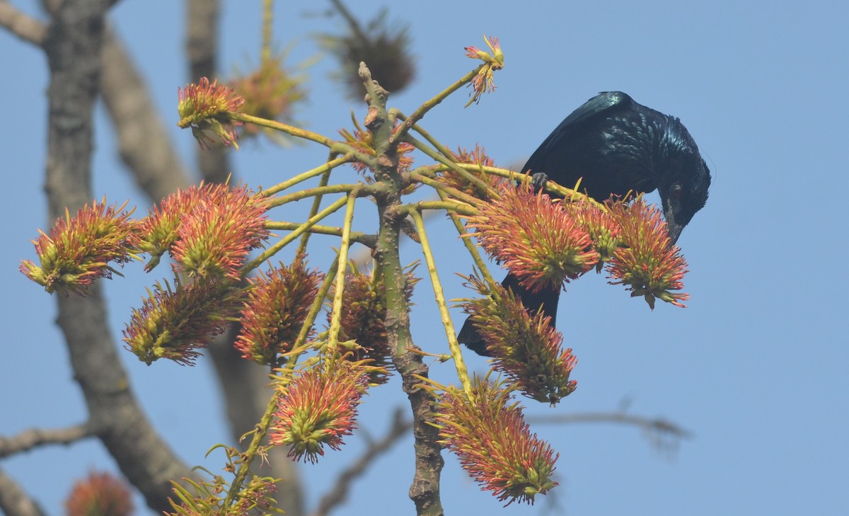 Hair-crested Drongo - ML136403181
