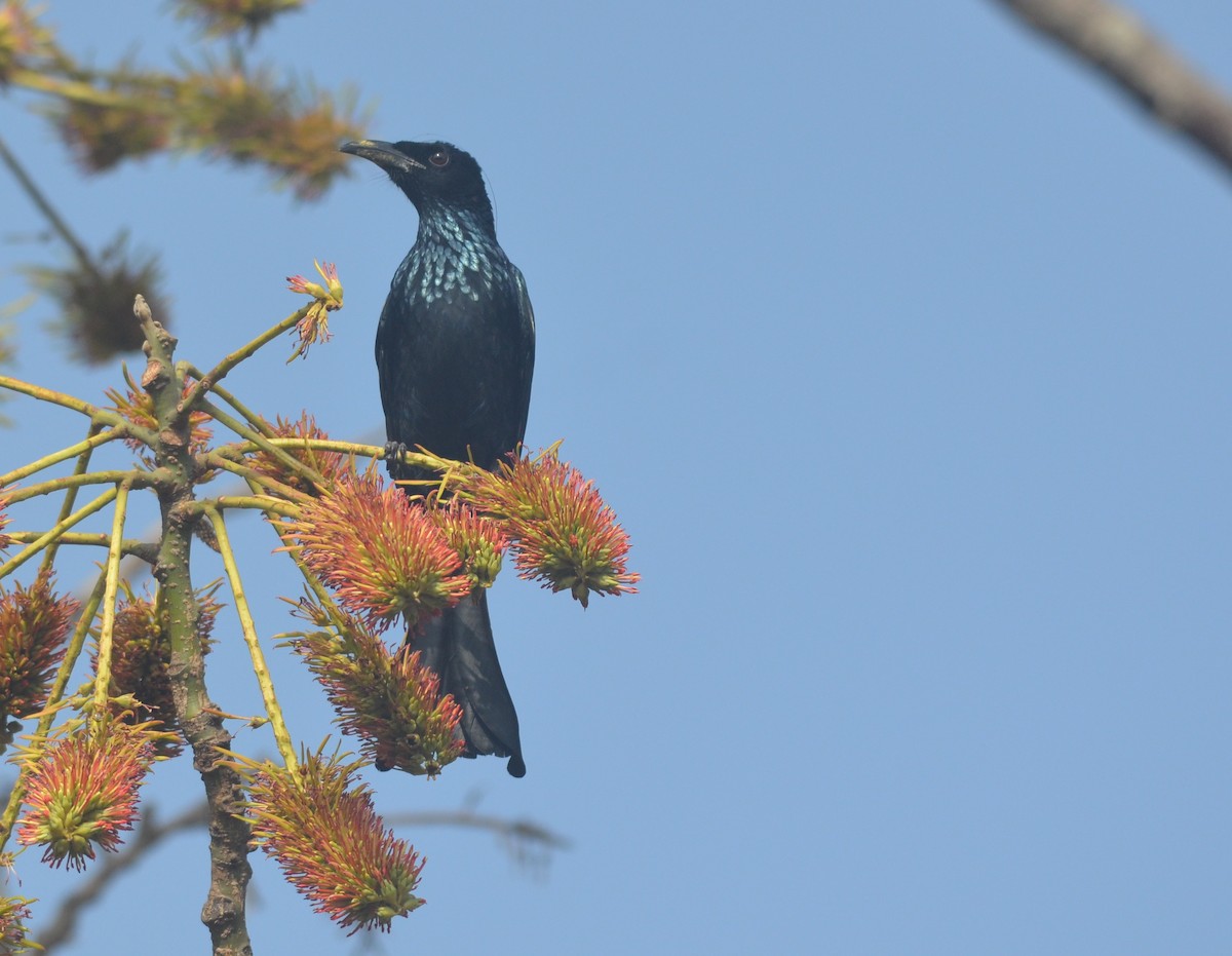 Hair-crested Drongo - ML136403201