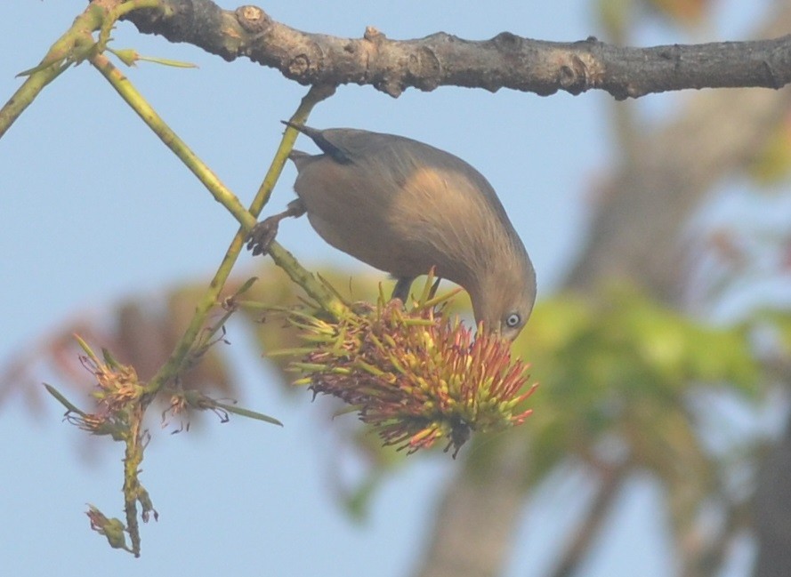Chestnut-tailed Starling - ML136403221