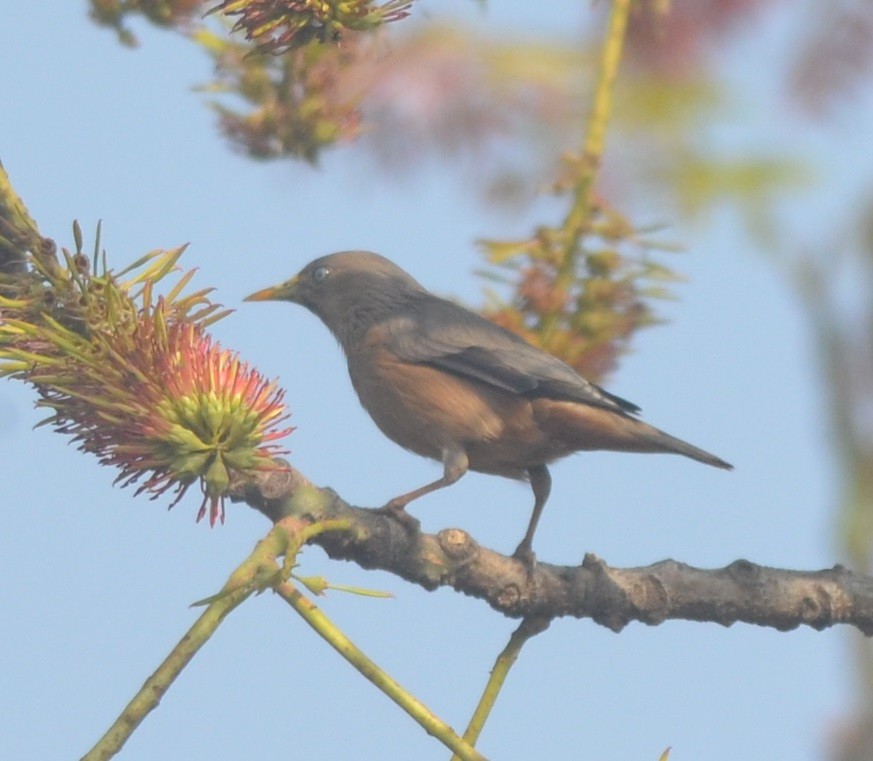 Chestnut-tailed Starling - ML136403231
