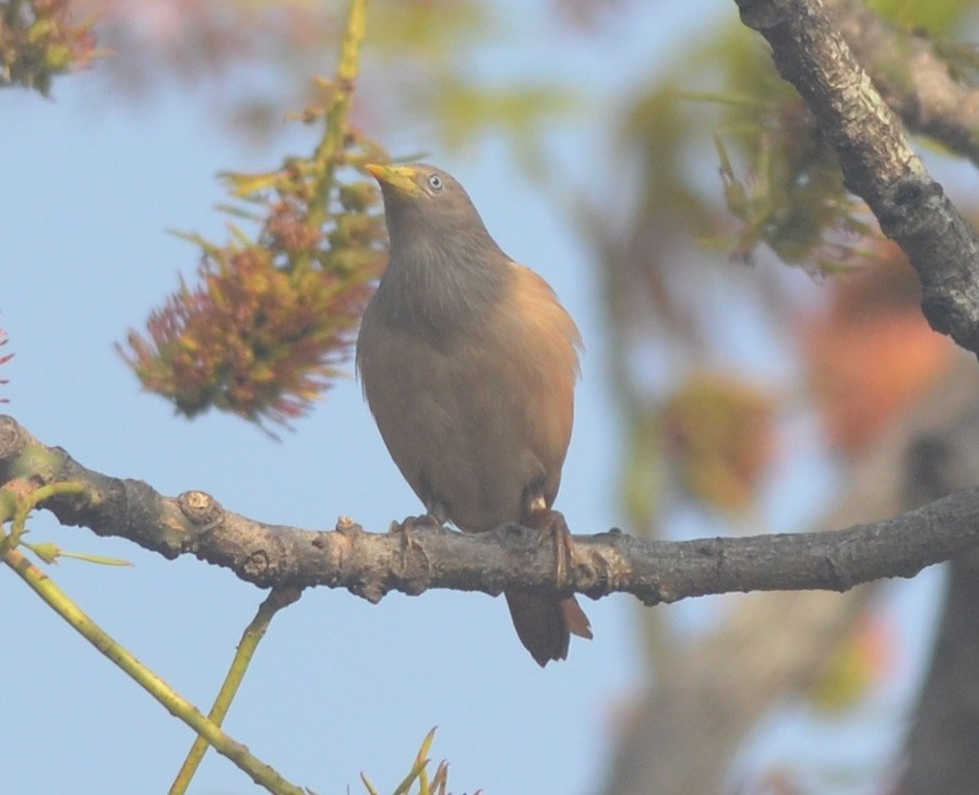 Chestnut-tailed Starling - ML136403241
