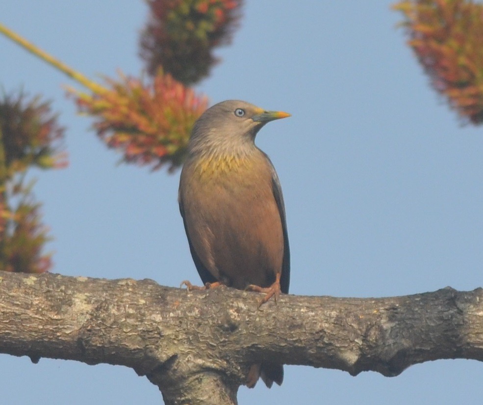 Chestnut-tailed Starling - ML136403251