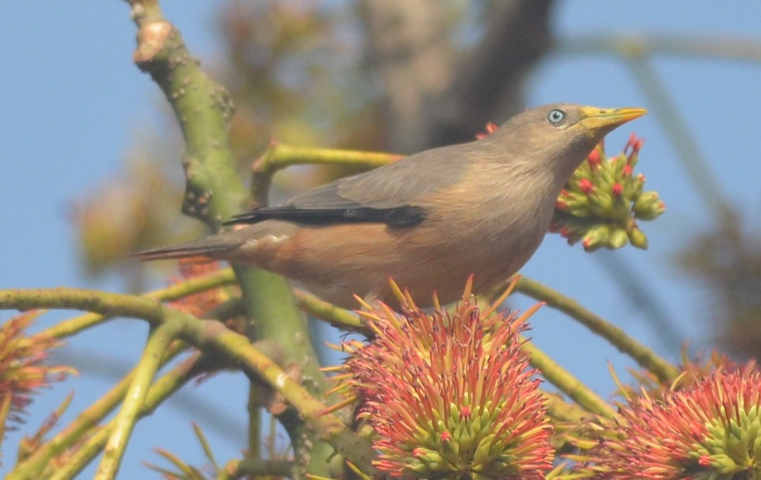 Chestnut-tailed Starling - ML136403261