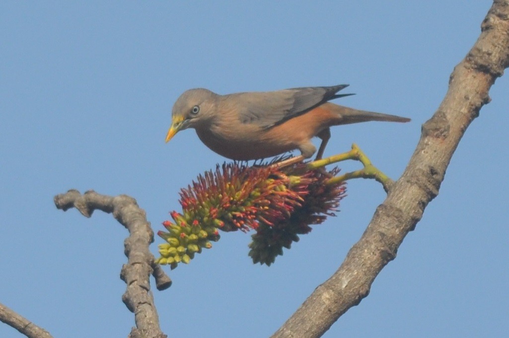 Chestnut-tailed Starling - ML136403271