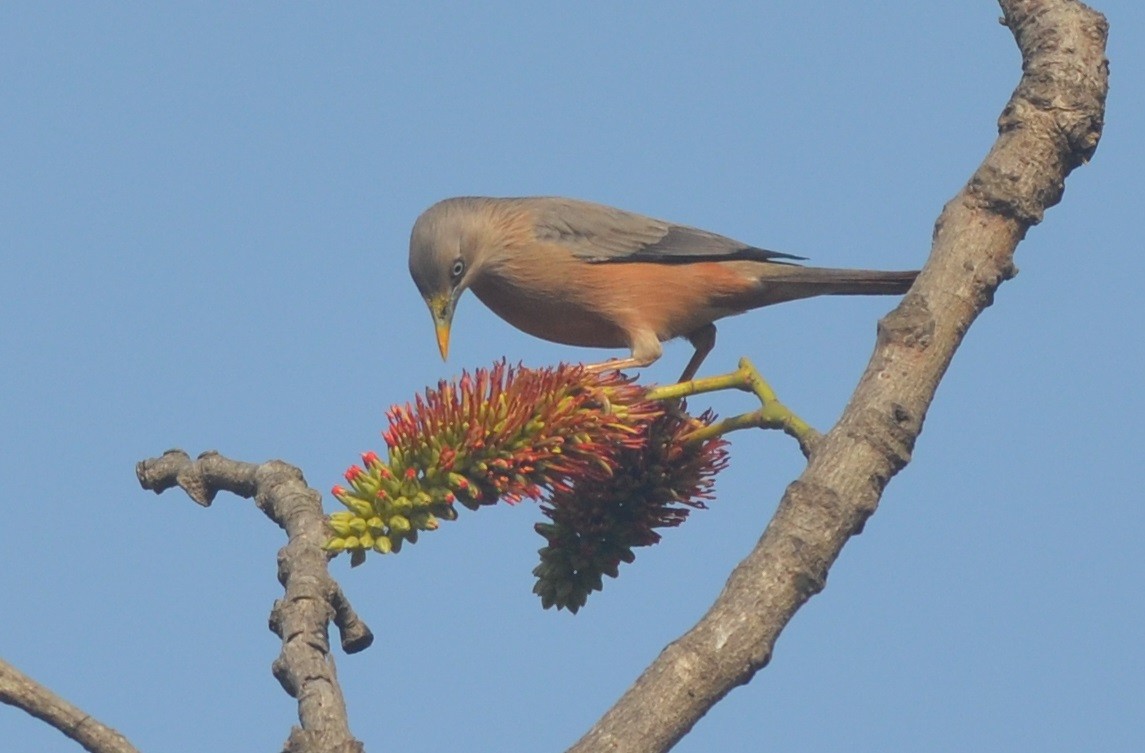 Chestnut-tailed Starling - ML136403281