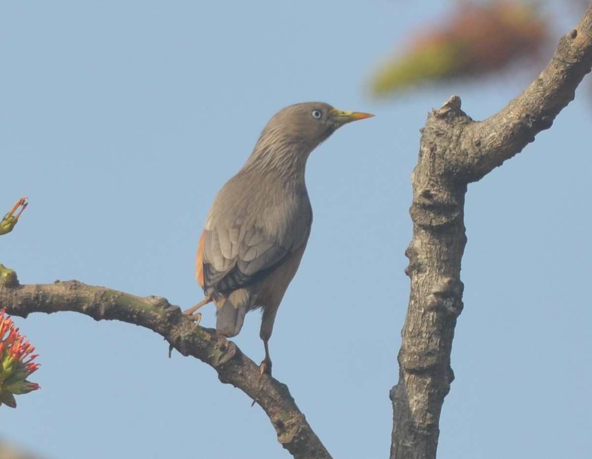 Chestnut-tailed Starling - ML136403291