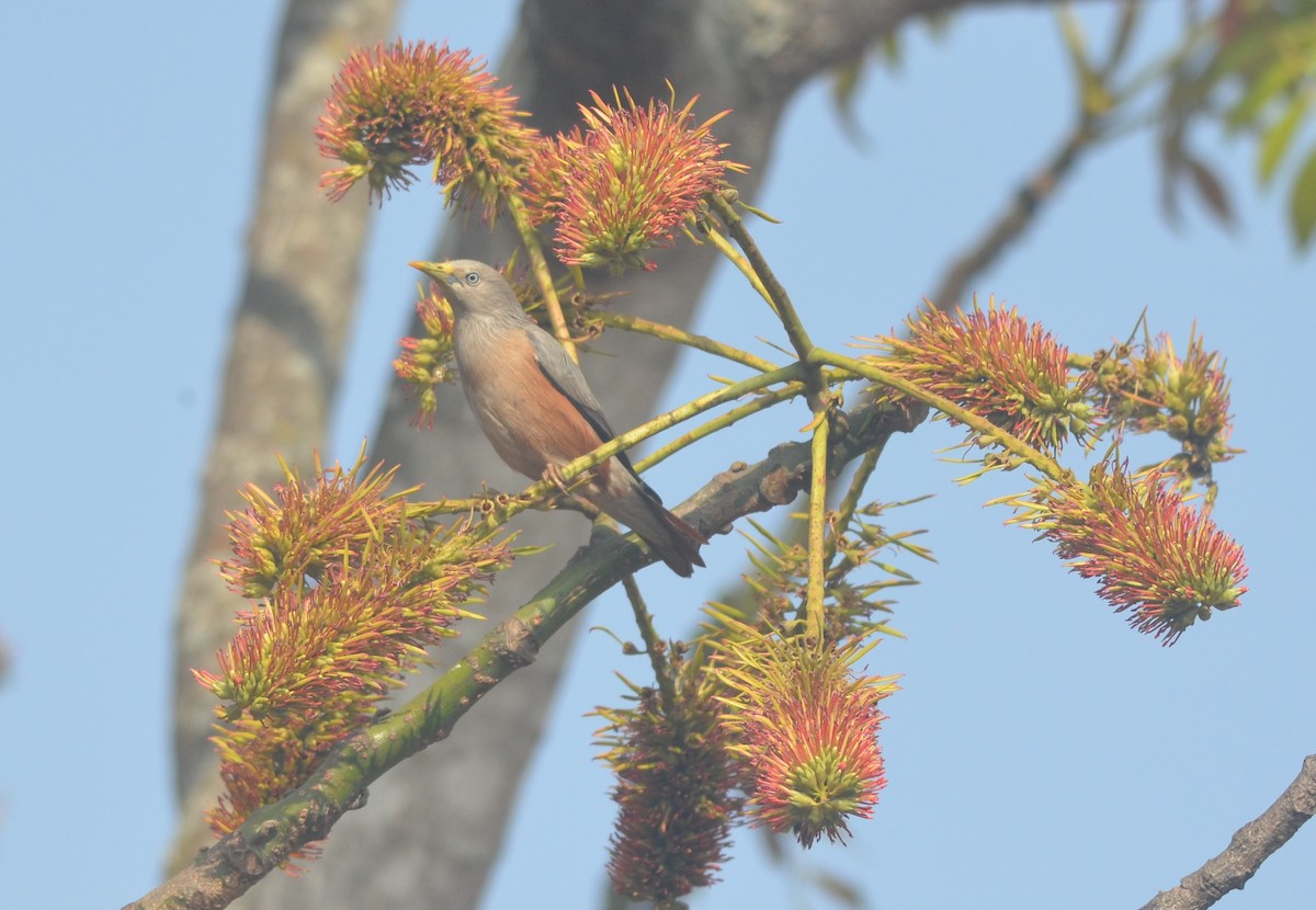 Chestnut-tailed Starling - ML136403341