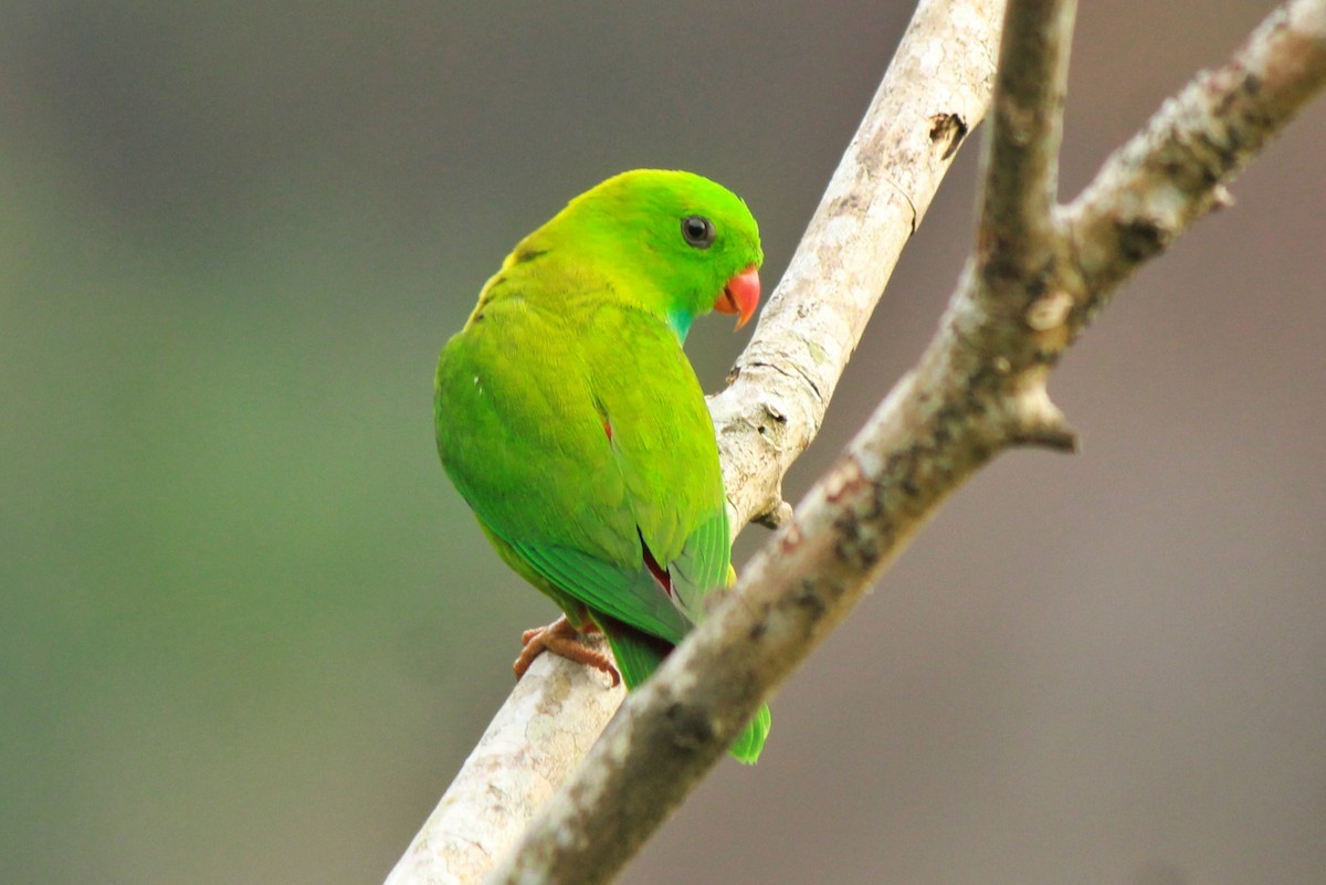 Vernal Hanging-Parrot - Santhosh Kallingal