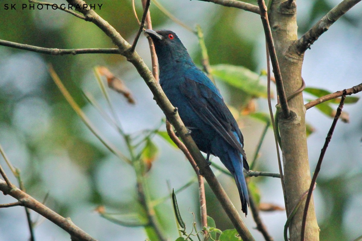Asian Fairy-bluebird - Santhosh Kallingal