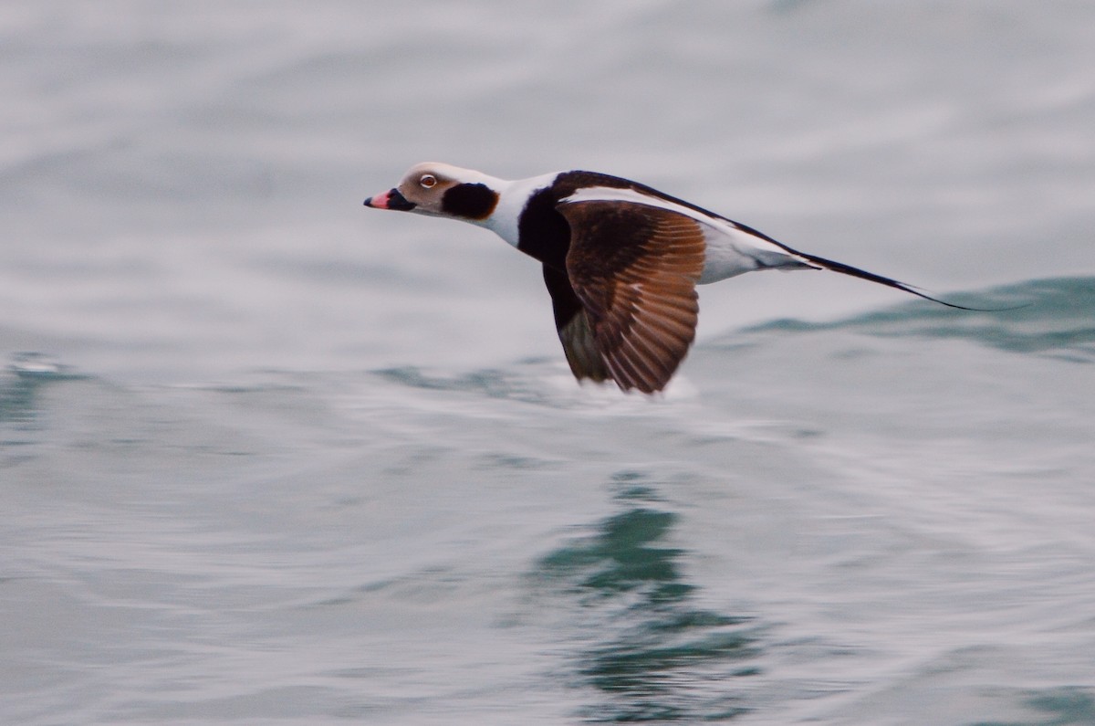 Long-tailed Duck - Hunter Hebenstreit