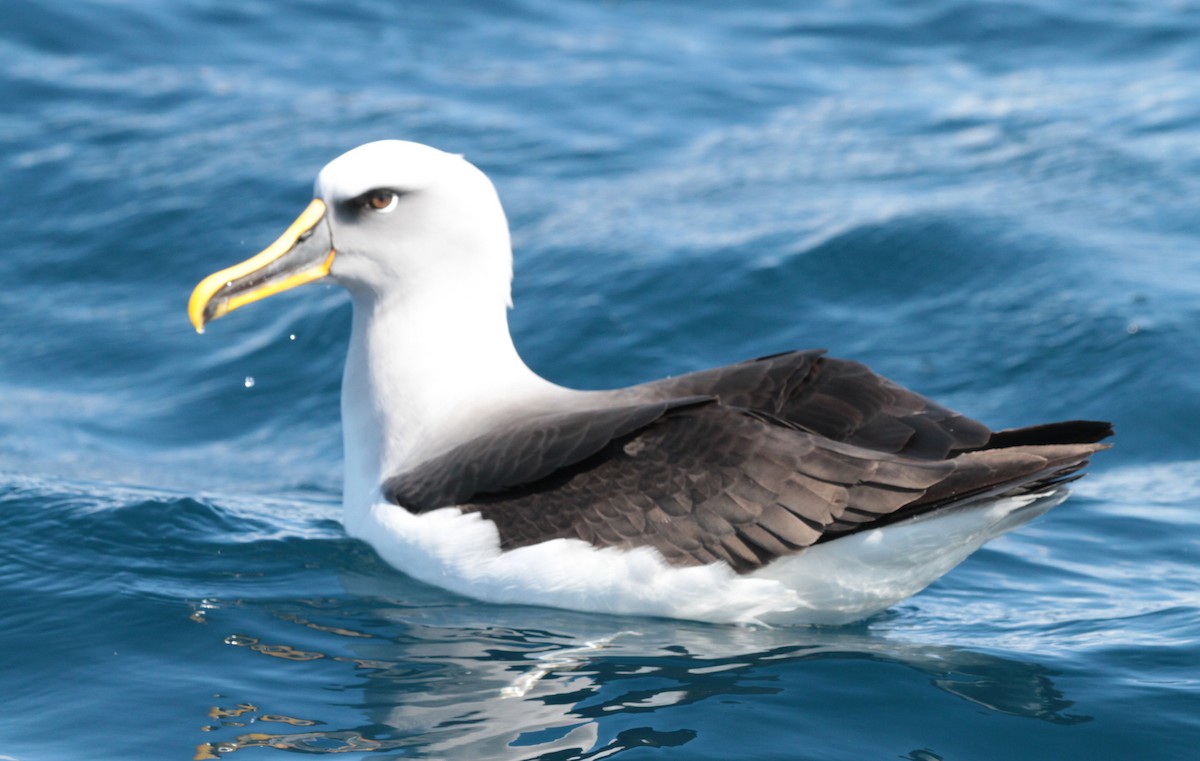 eBird Checklist - 19 Jan 2019 - Eaglehawk Neck Pelagic Trip - 22 ...