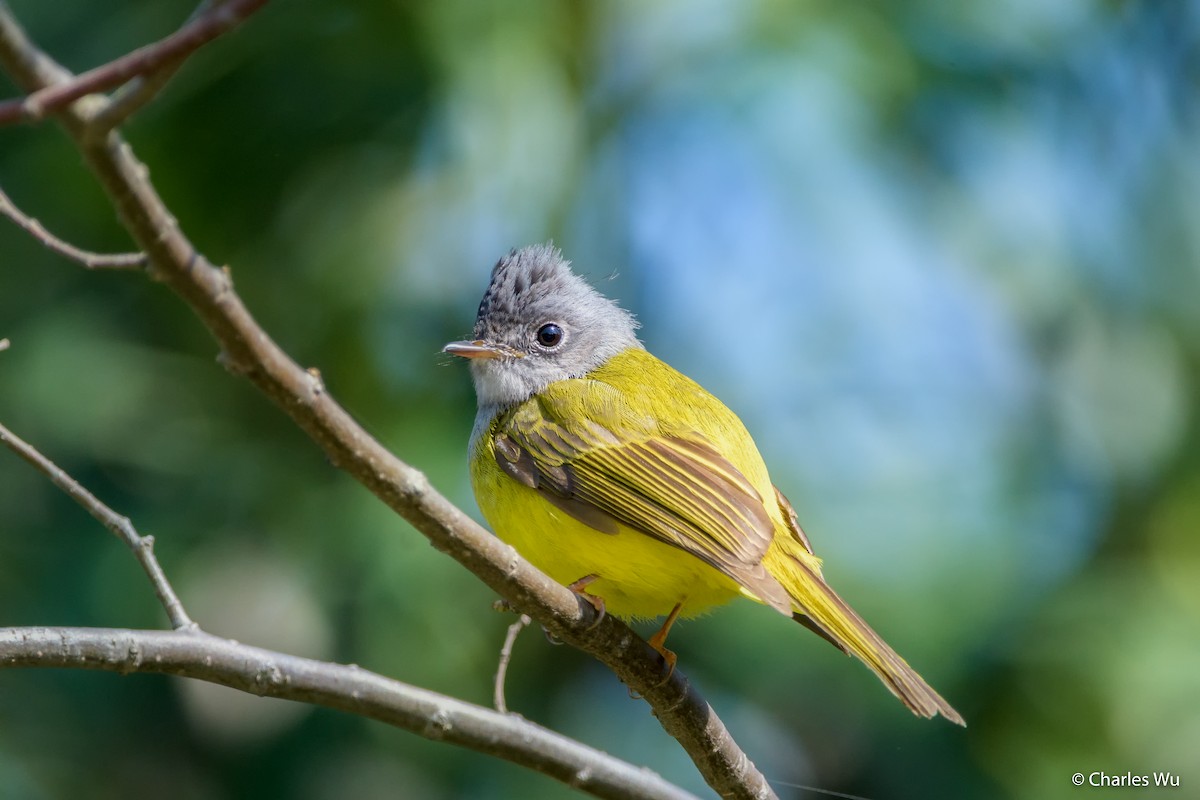 Gray-headed Canary-Flycatcher - ML136409831