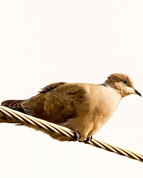 Eurasian Collared-Dove - ML136410671