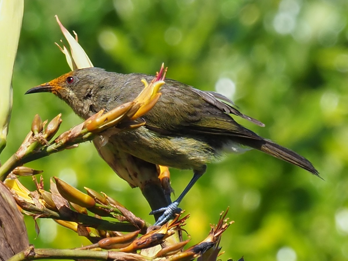 New Zealand Bellbird - Sue North