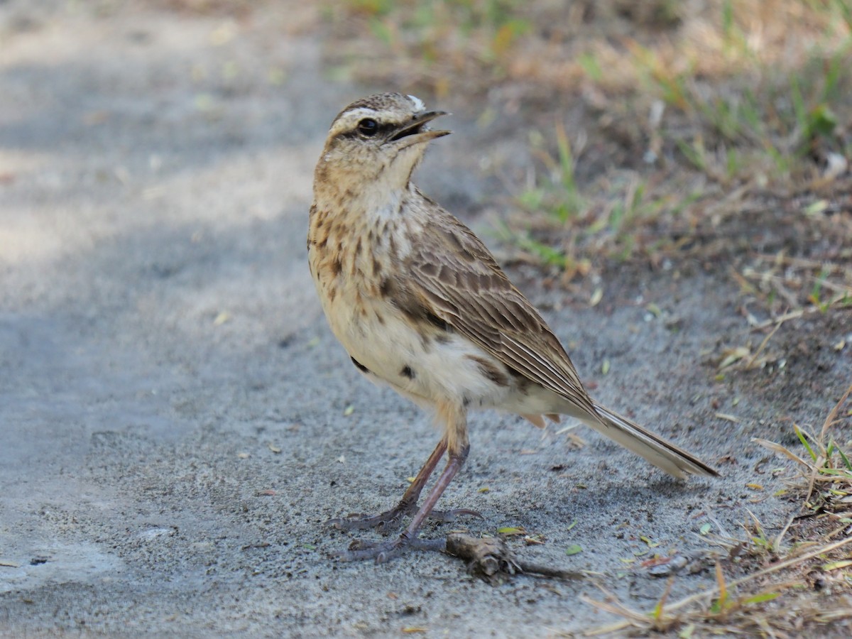 New Zealand Pipit - Sue North