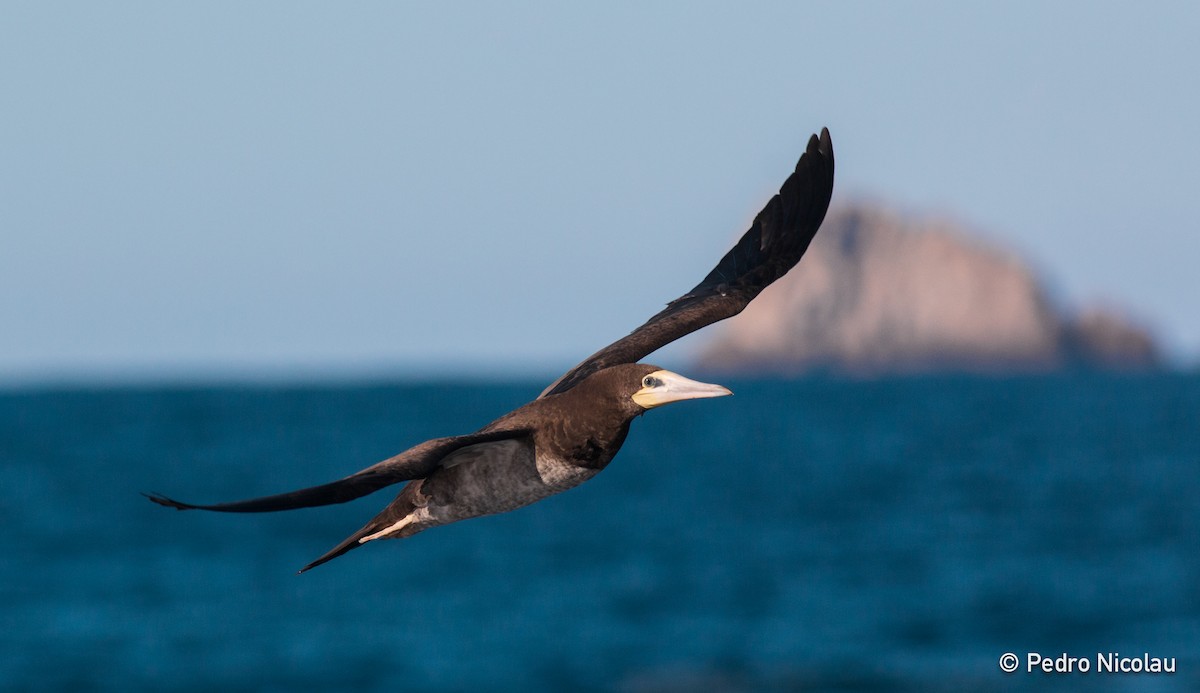 Brown Booby - ML136413341