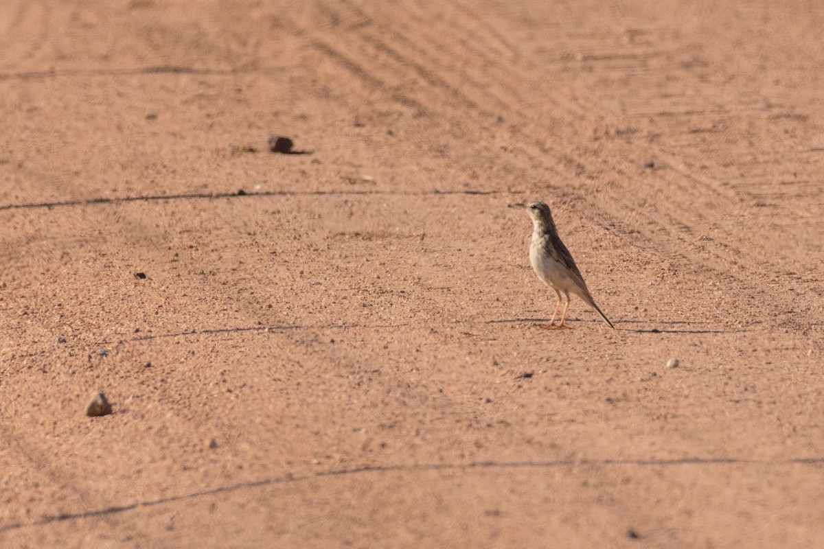 African Pipit - ML136414031