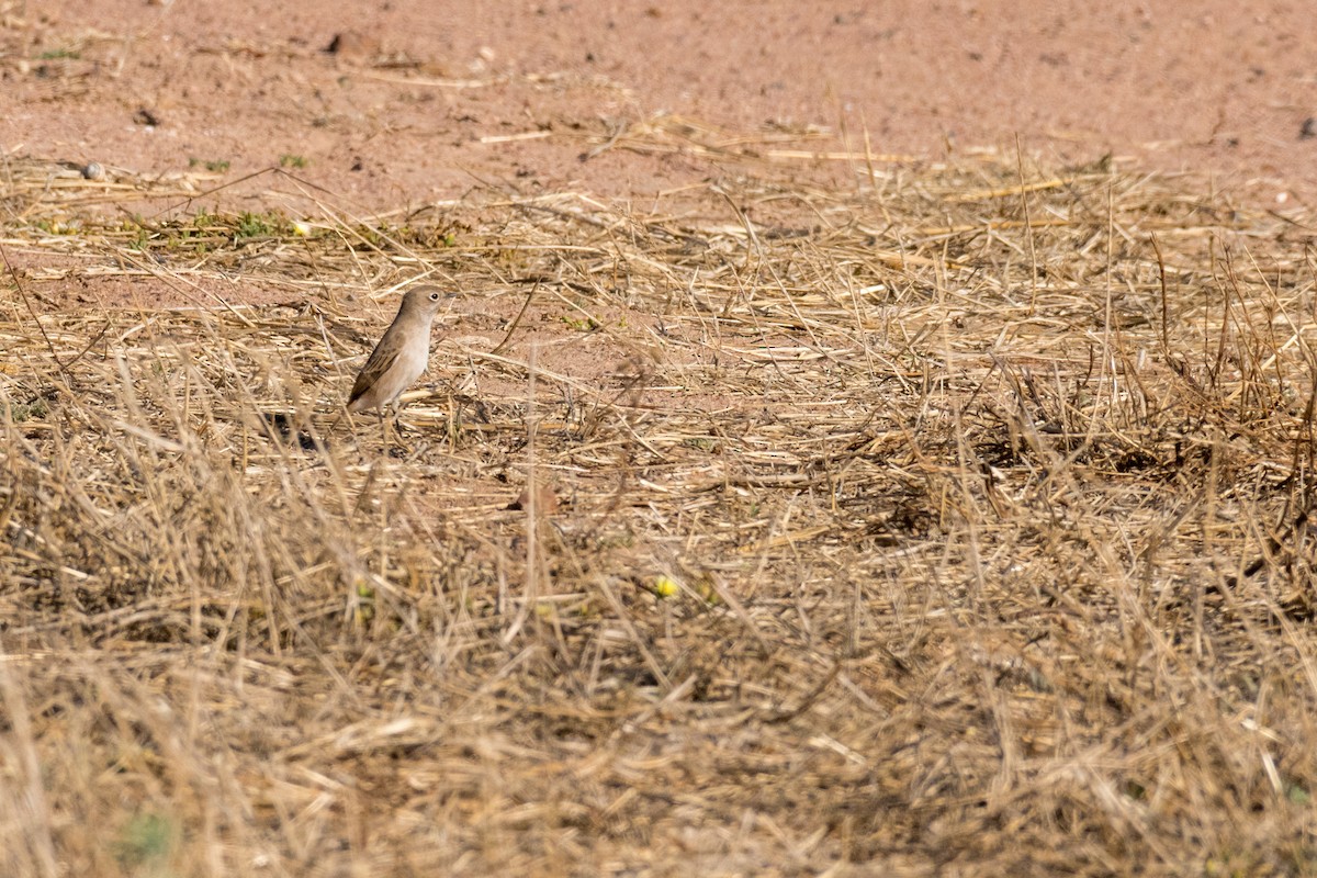 Sickle-winged Chat - ML136414071