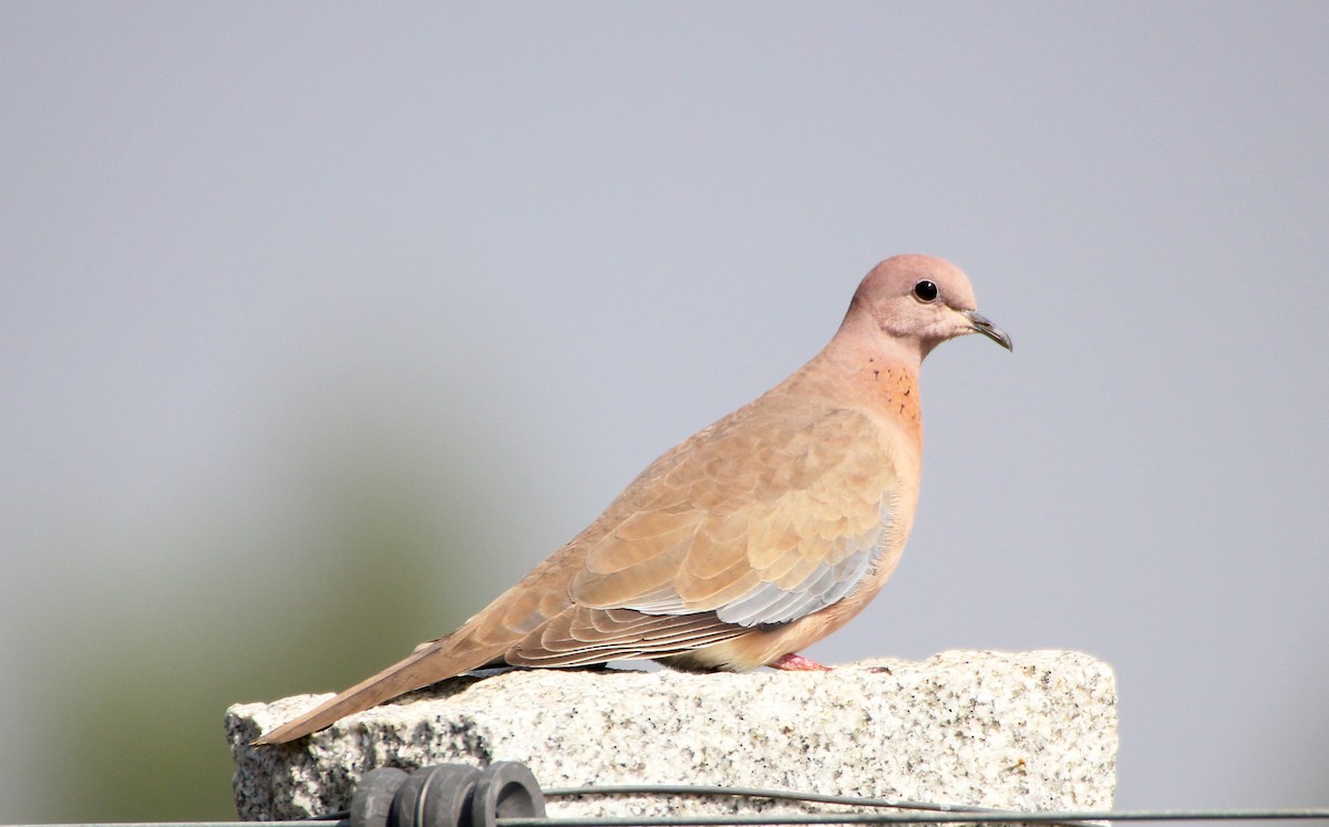 Laughing Dove - ML136414421