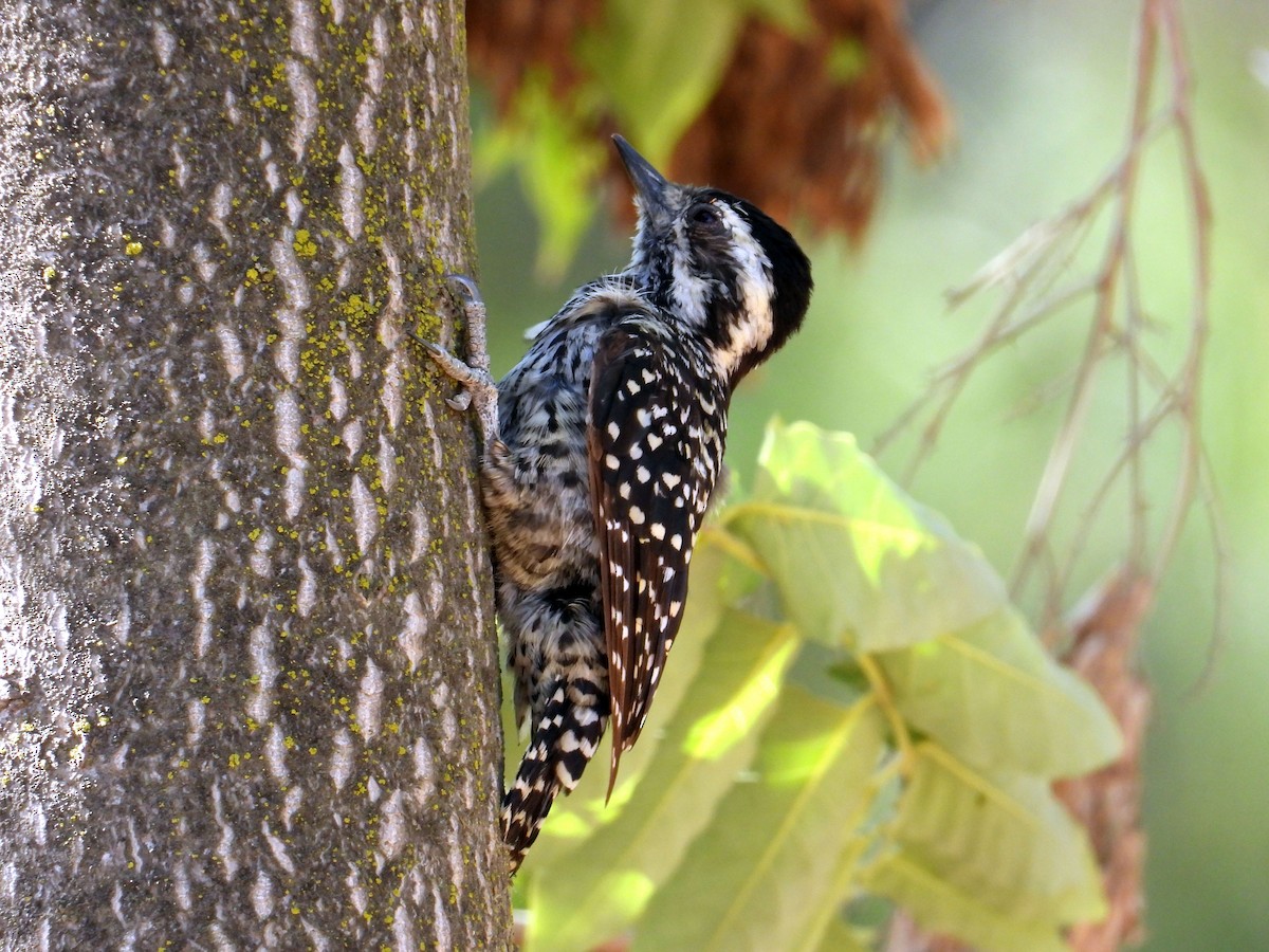 Striped Woodpecker - Chris Burwell