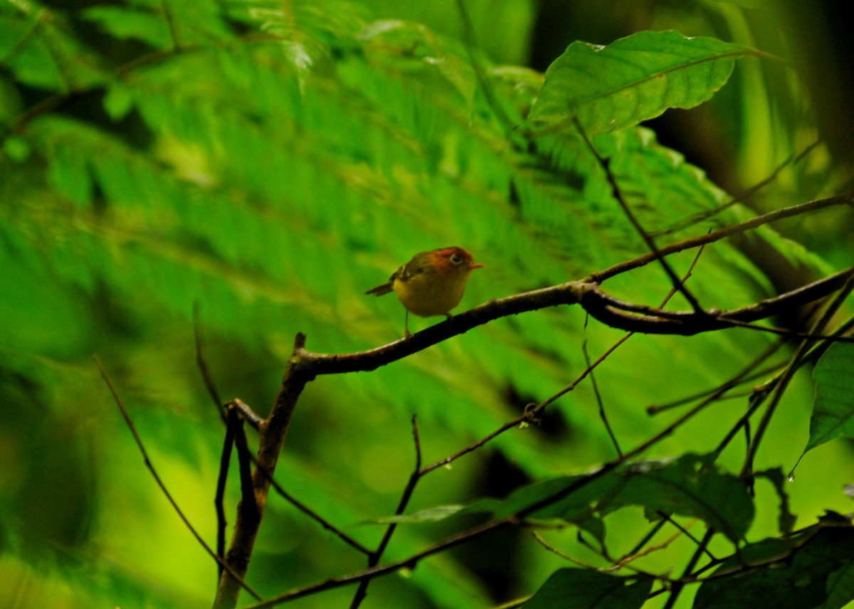 Yellow-breasted Warbler - ML136418211