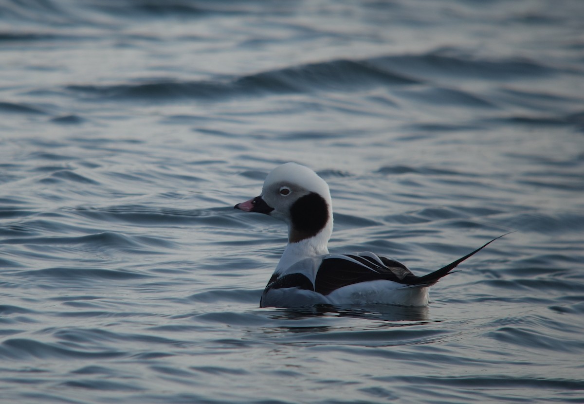 Long-tailed Duck - ML136418991
