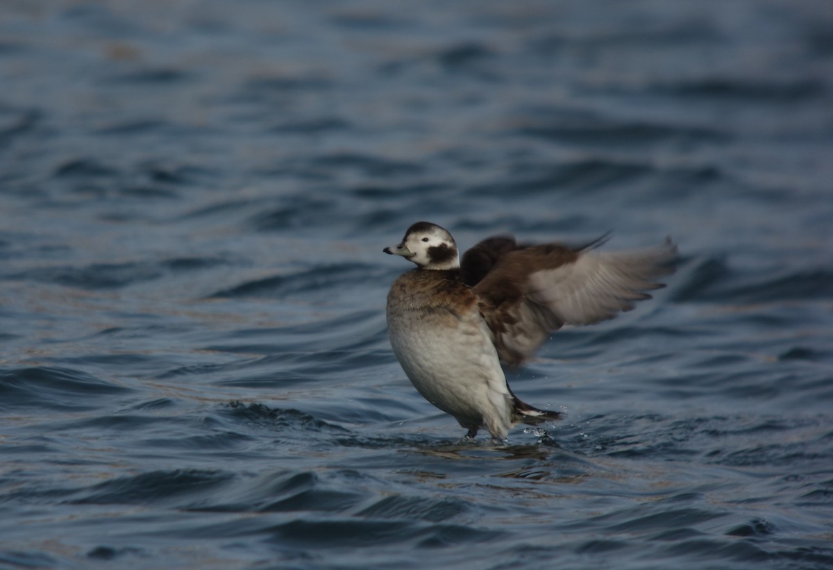 Long-tailed Duck - ML136419021
