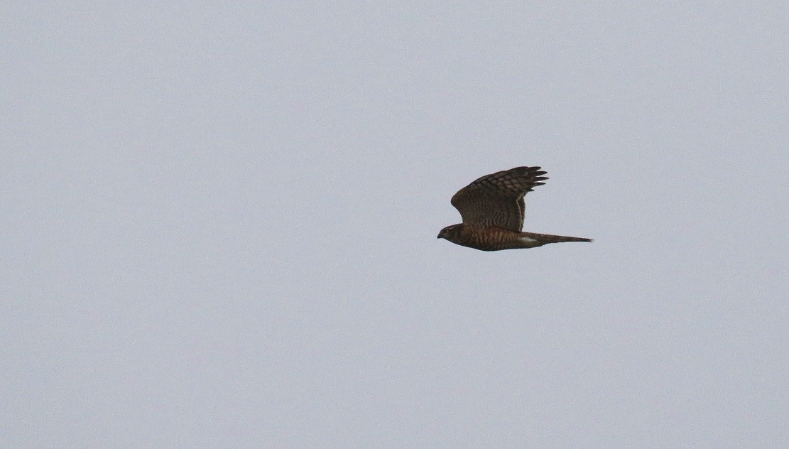 Eurasian Sparrowhawk - ML136420031