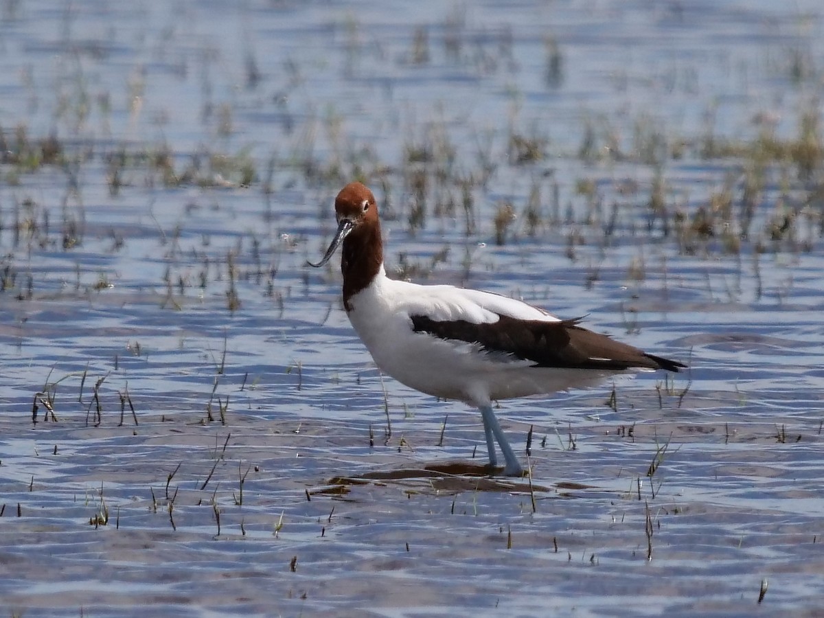 Red-necked Avocet - Peter Lowe