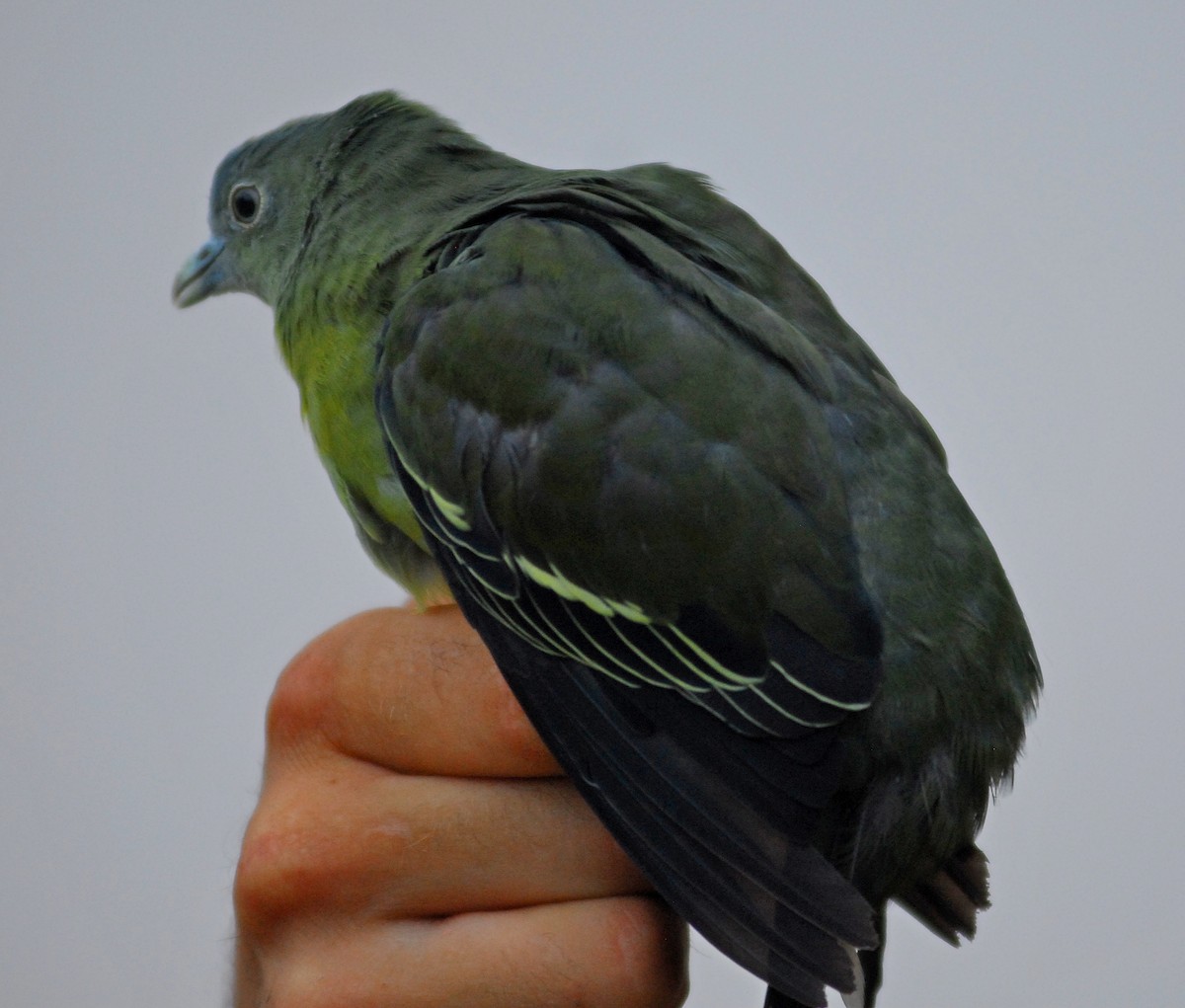 Little Green-Pigeon - Julien Birard