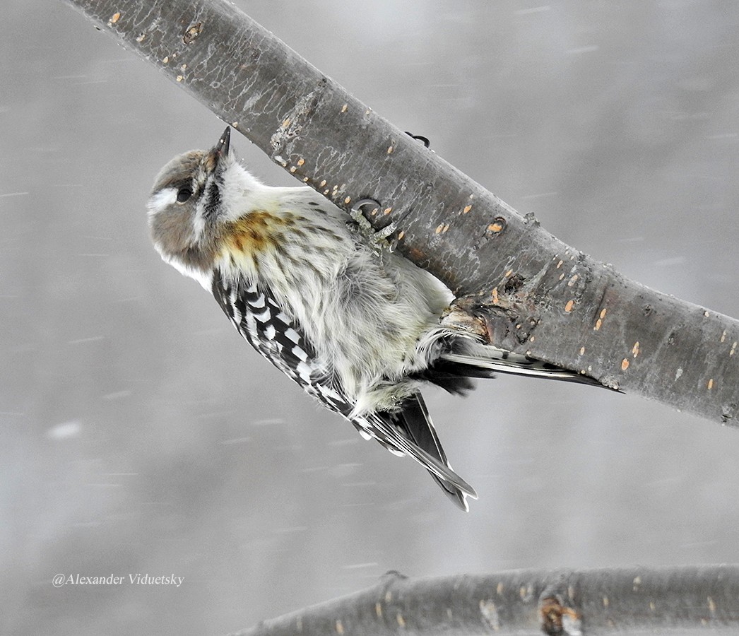 Japanese Pygmy Woodpecker - Alexander Viduetsky
