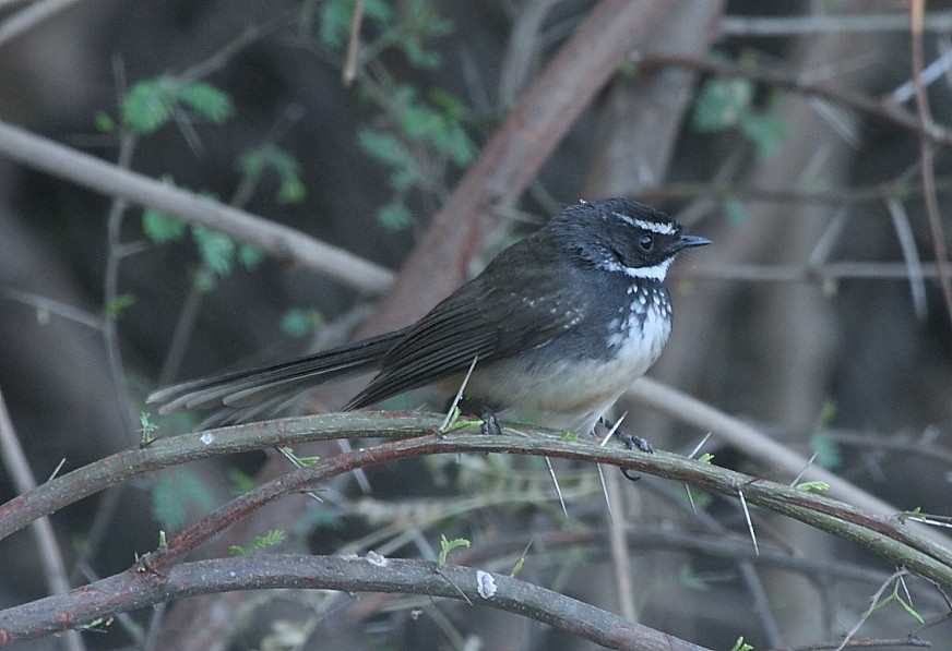 Spot-breasted Fantail - ML136424541