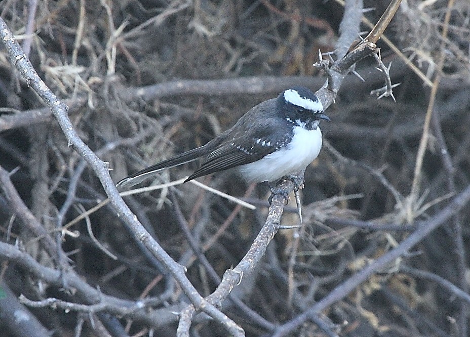 White-browed Fantail - ML136424581