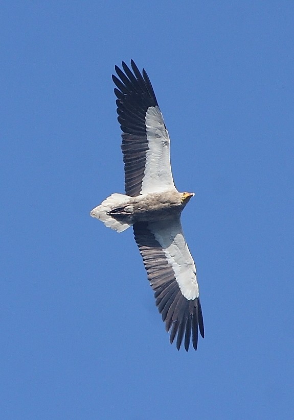 Egyptian Vulture - ML136424601