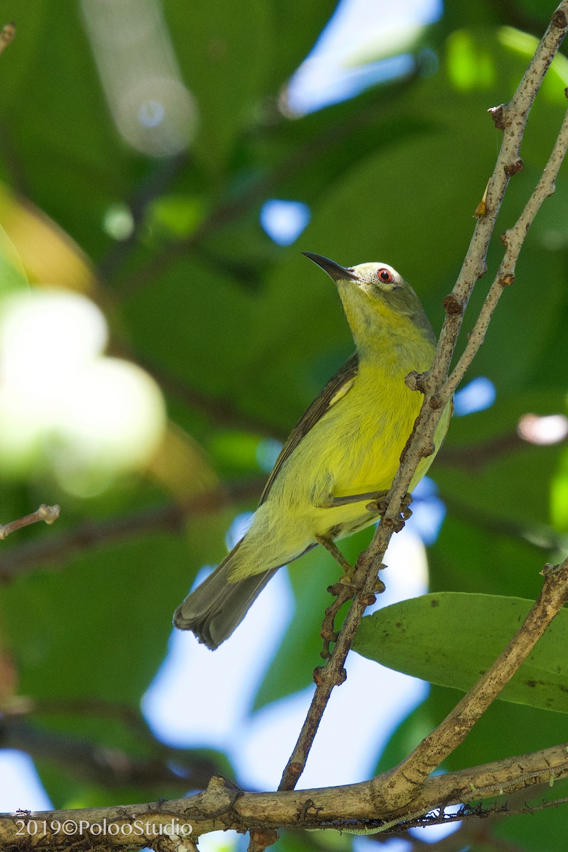 Brown-throated Sunbird - Wei Yan