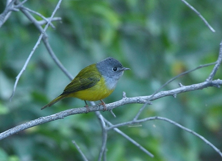 Gray-headed Canary-Flycatcher - ML136424811