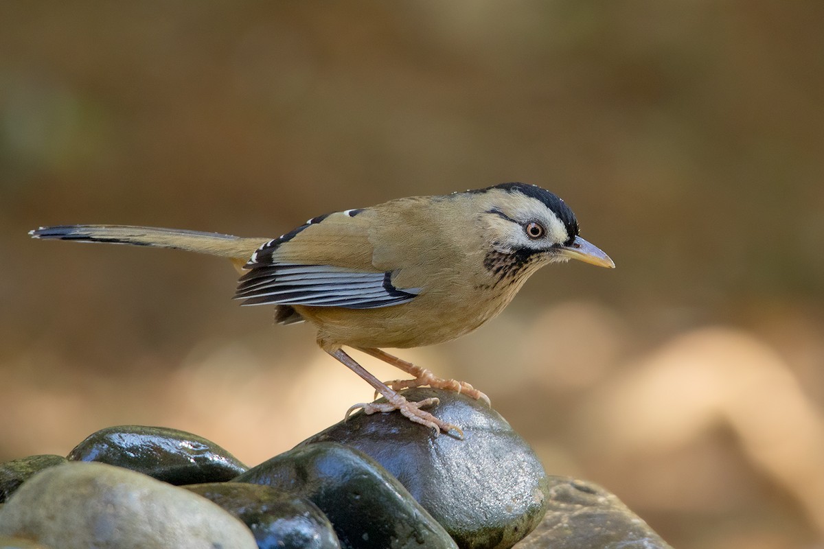 Moustached Laughingthrush - ML136425981