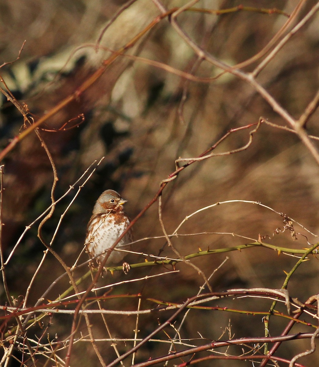 Fox Sparrow (Red) - ML136426821