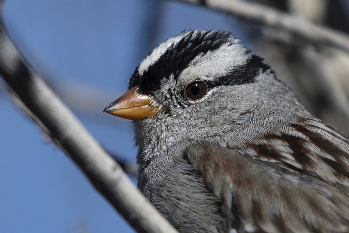 White-crowned Sparrow - ML136428861
