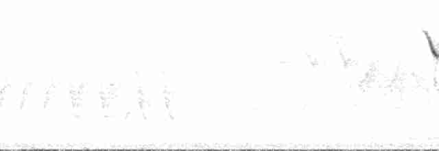 gulparula (aestiva gr.) - ML136429