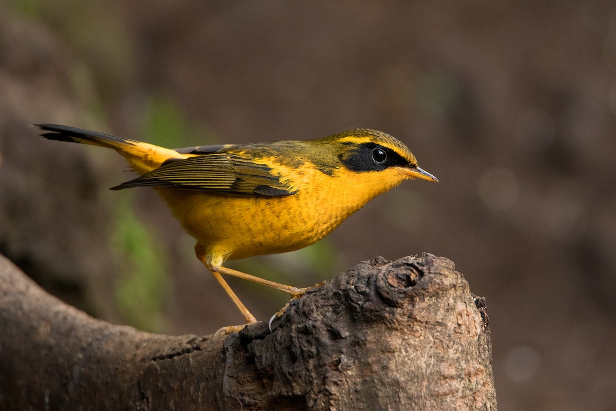 Golden Bush-Robin - Ayuwat Jearwattanakanok