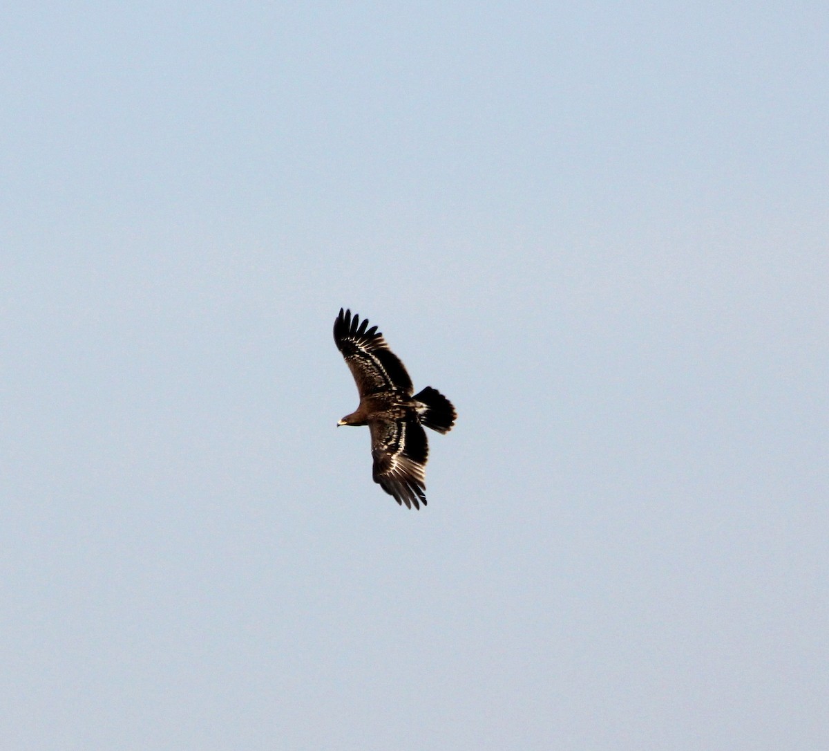 Greater Spotted Eagle - ML136430031