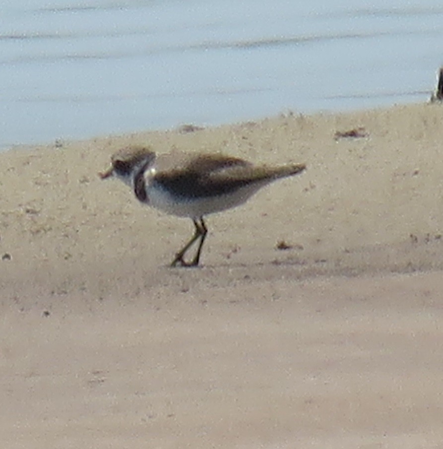 Semipalmated Plover - ML136430621