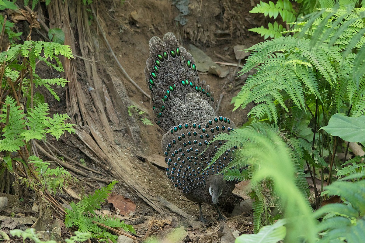 Gray Peacock-Pheasant - ML136431141