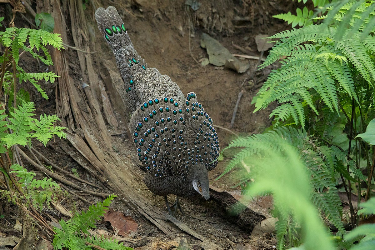 Gray Peacock-Pheasant - ML136431151