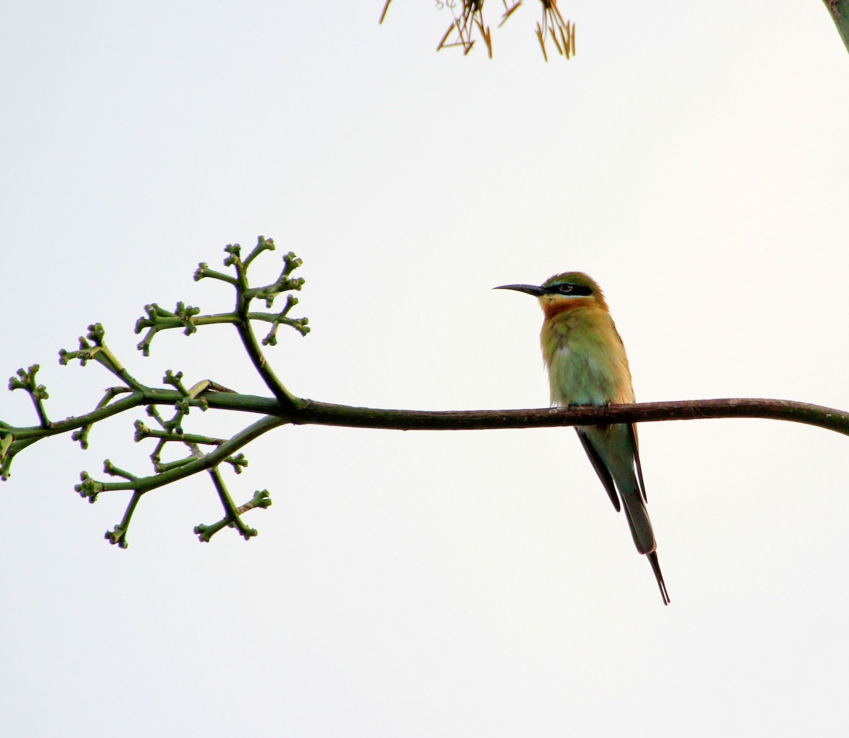 Blue-tailed Bee-eater - Thomas Job