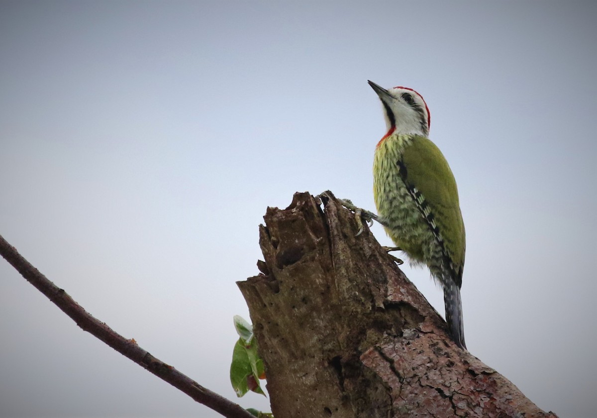 Cuban Green Woodpecker - ML136435381